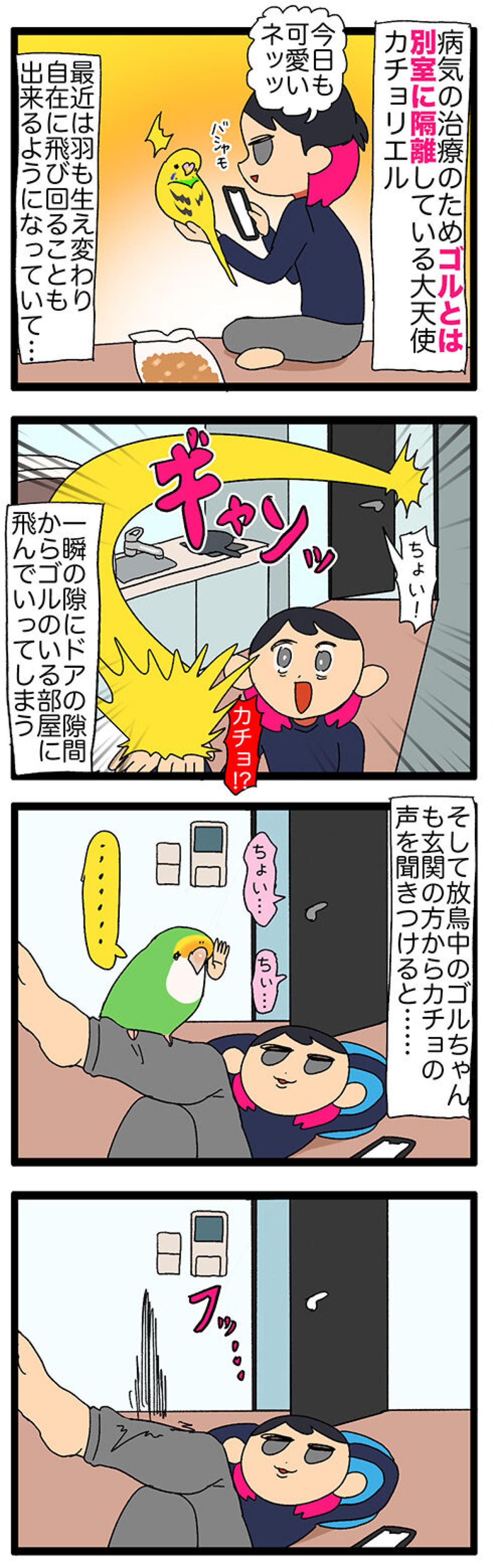 隔離越しの絆！ゴルとカチョのすれ違い日常／新人インコはスマホが好き？【鳥マンガ＃119】（画像4）