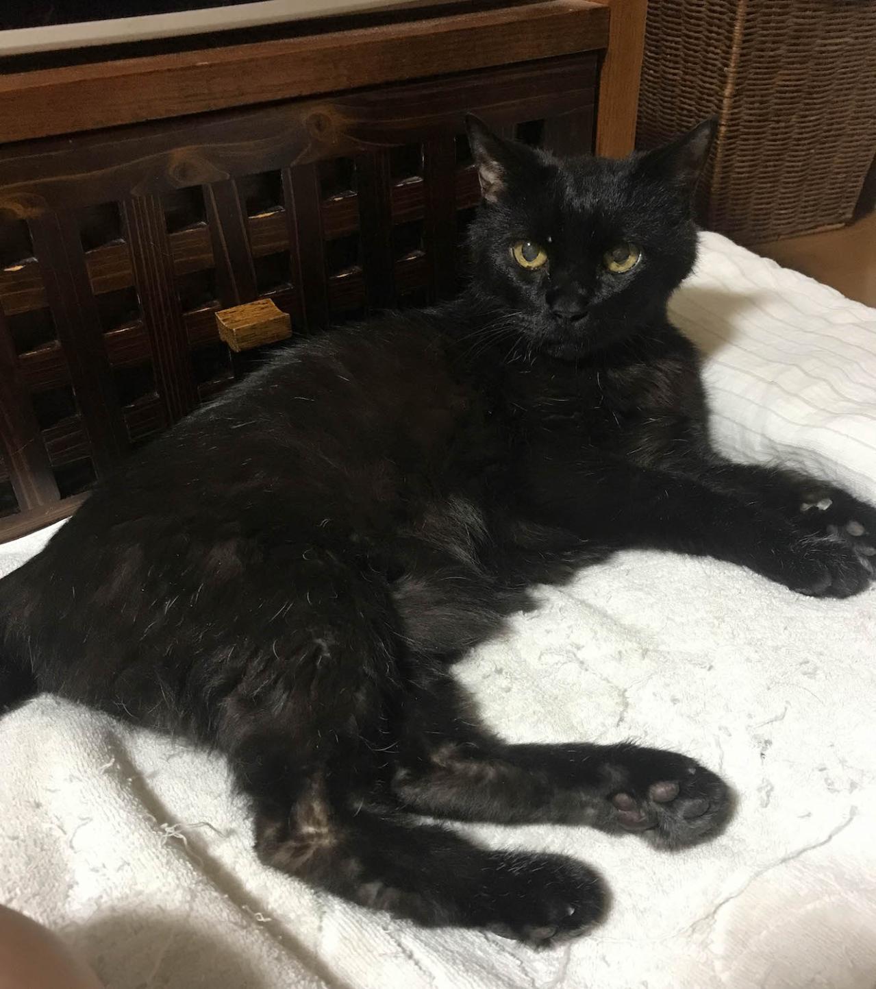 【マンガ・老猫日誌 ＃14】老猫のトイレ事情…19歳の元保護猫・桃姐（画像4）