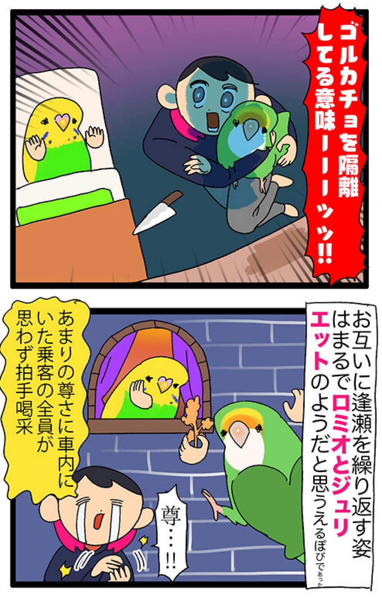 隔離越しの絆！ゴルとカチョのすれ違い日常／新人インコはスマホが好き？【鳥マンガ＃119】（画像5）