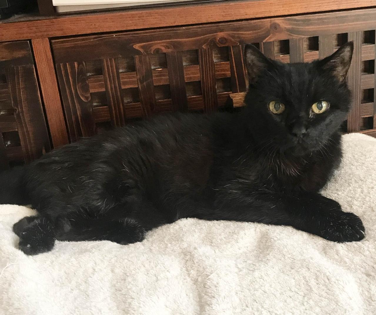 【マンガ・老猫日誌 ＃13】老猫のトイレ事情…19歳の元保護猫・桃姐（画像4）