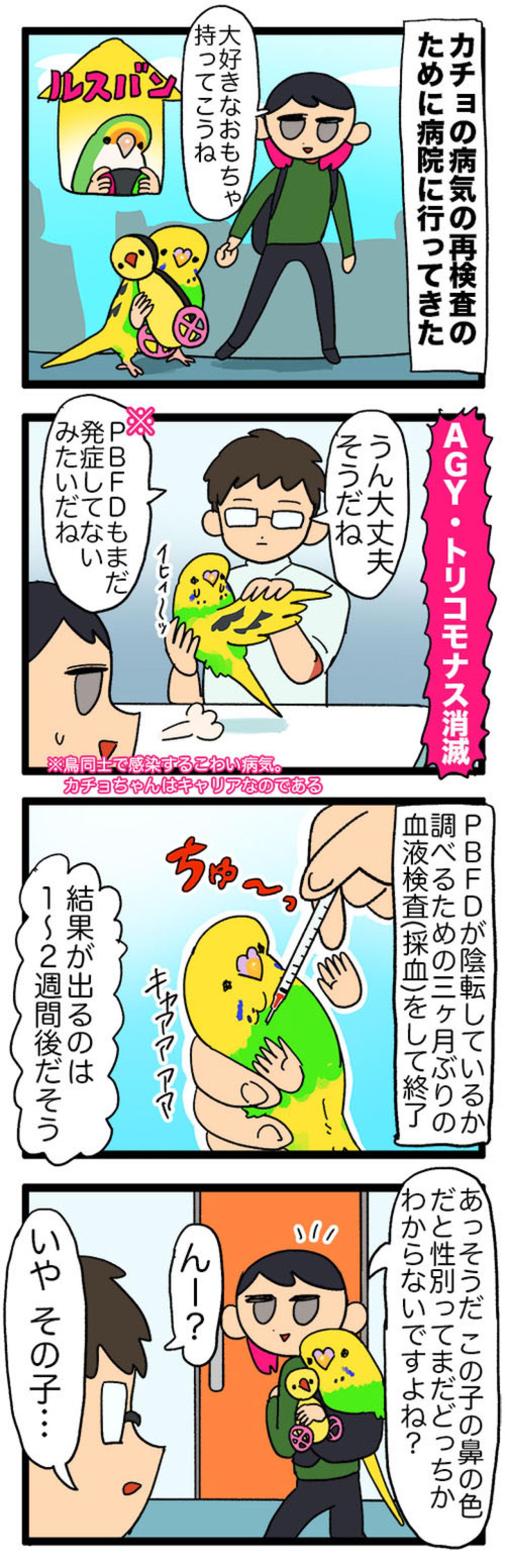 セキセイインコ　カチョ再検査と性別判明エピソード【鳥マンガ＃121】（画像6）