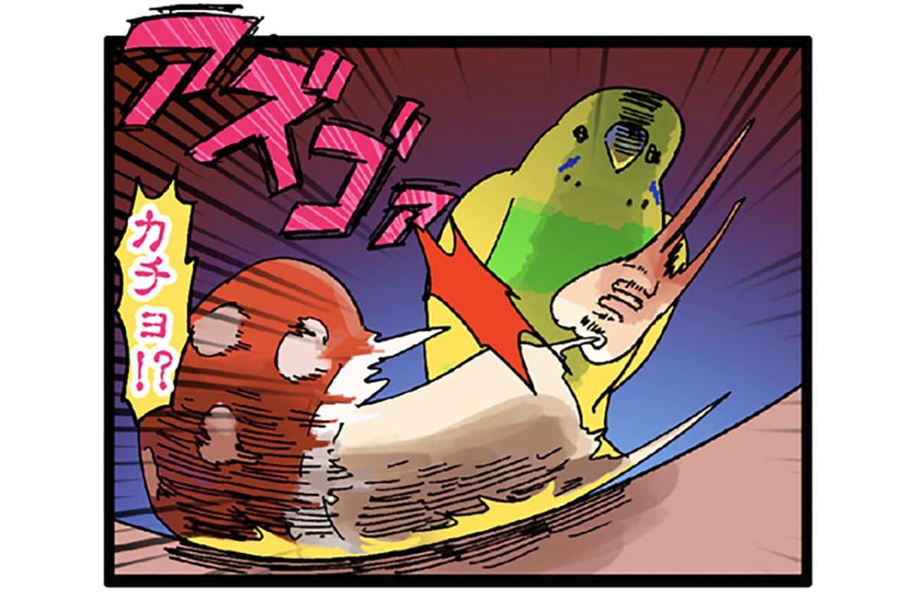 セキセイインコ　カチョ再検査と性別判明エピソード【鳥マンガ＃121】