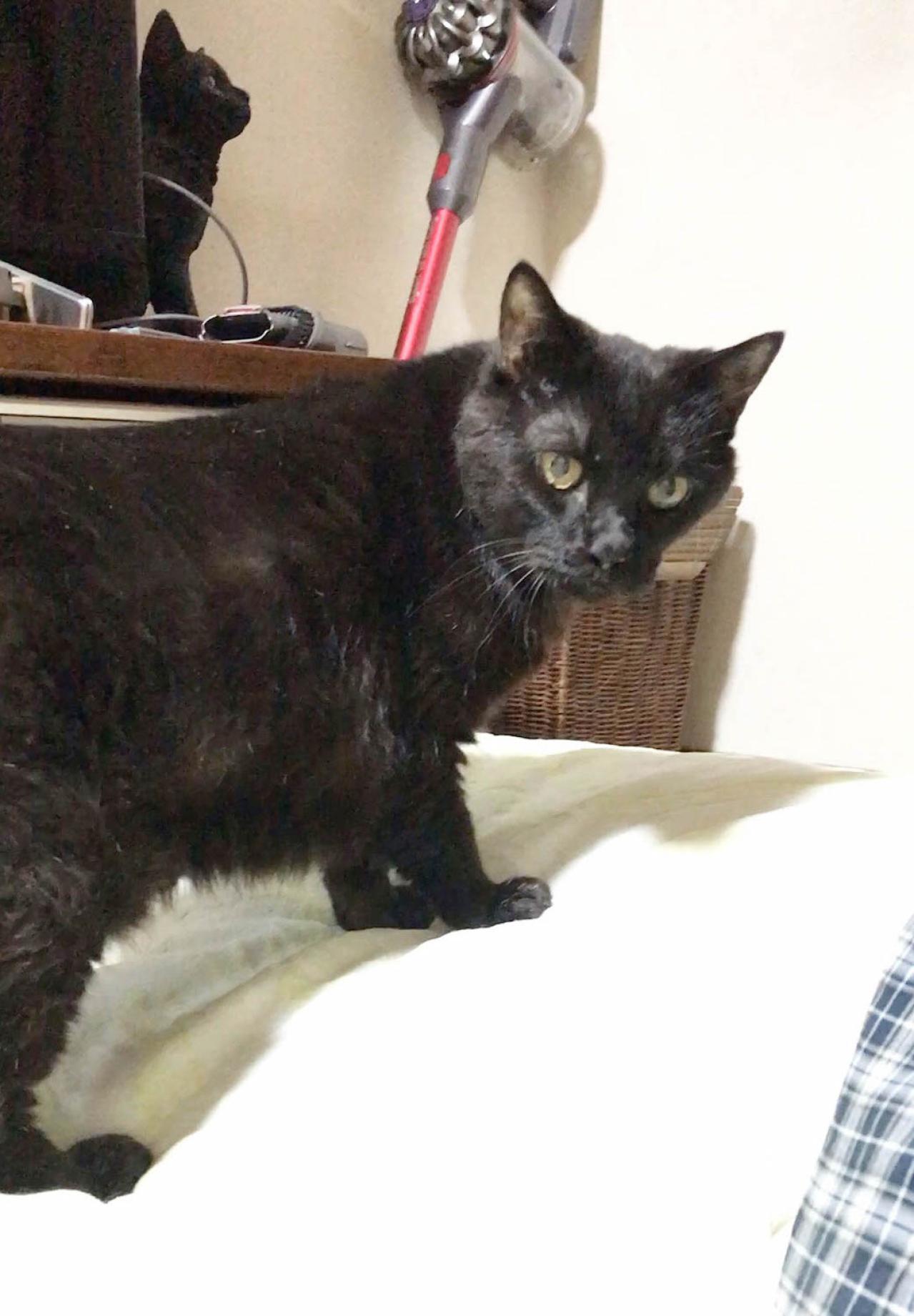 【マンガ・老猫日誌 ＃15】老猫のトイレ事情その3…19歳の元保護猫・桃姐（画像5）