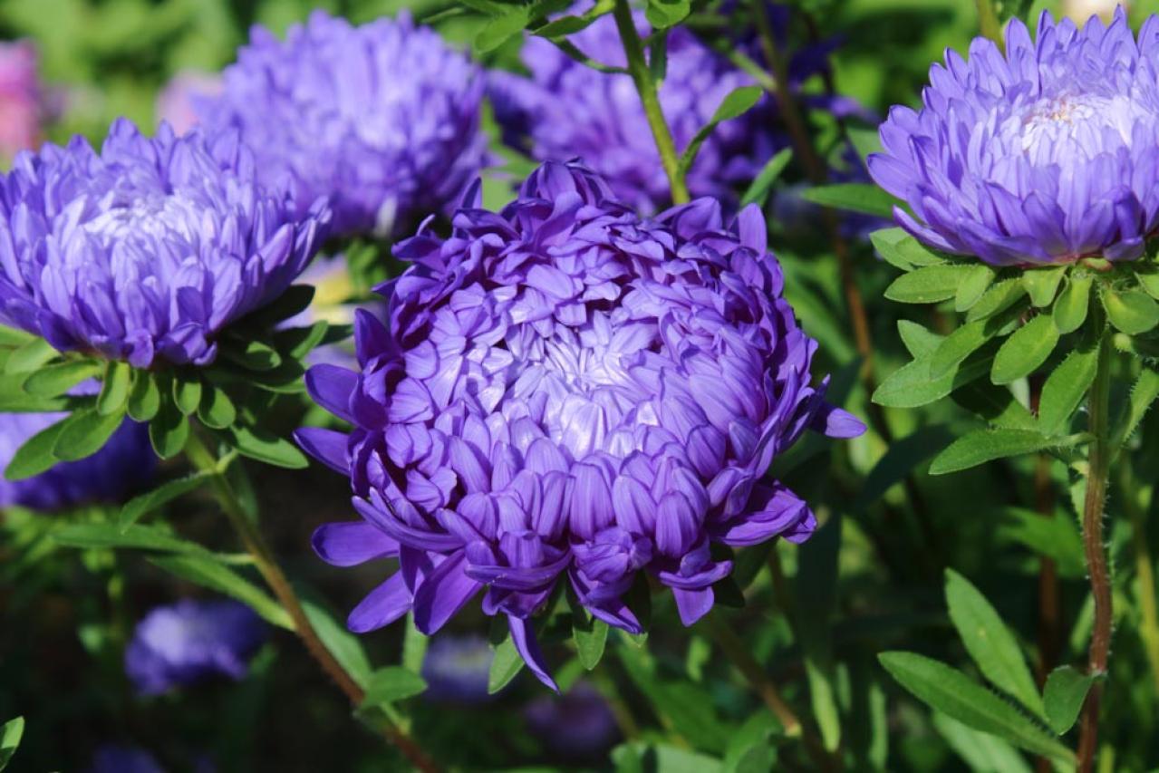 秋にタネから育てる一年草【おすすめ8選】初心者でもできる育苗のコツ（画像11）