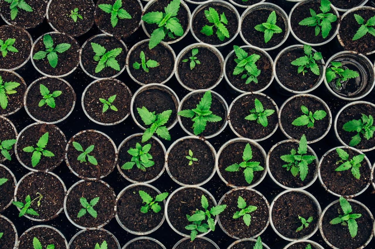 秋にタネから育てる一年草【おすすめ8選】初心者でもできる育苗のコツ（画像2）