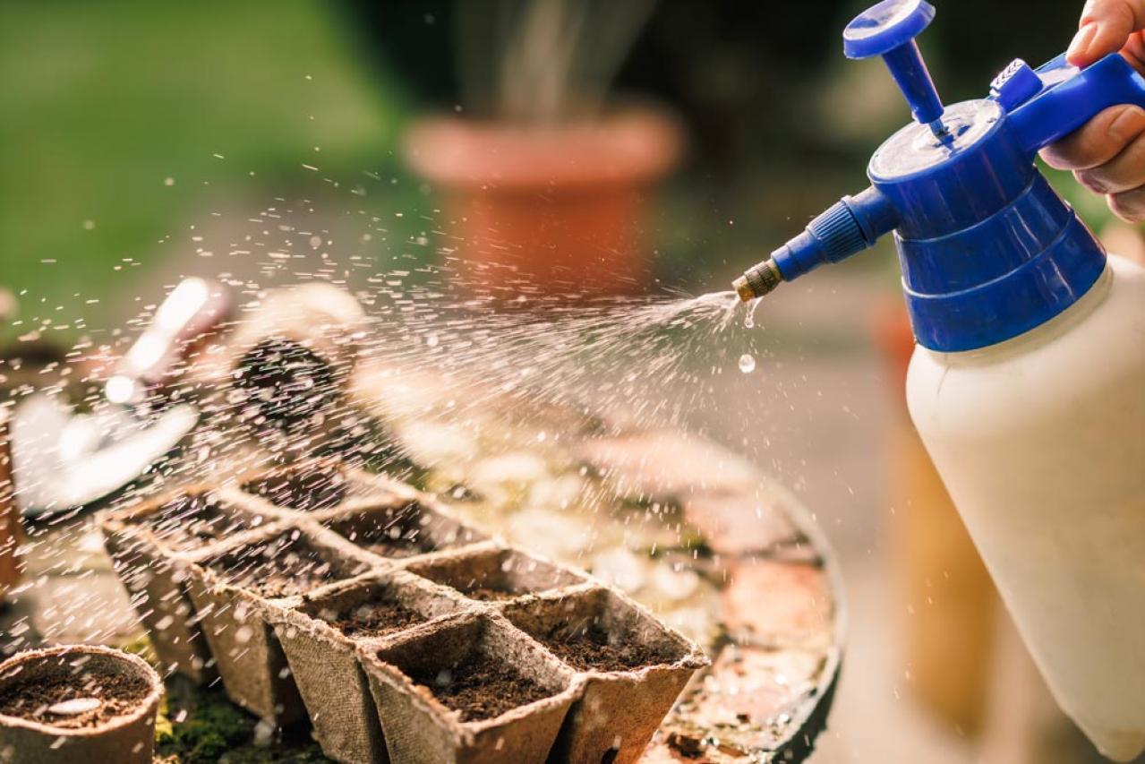 秋にタネから育てる一年草【おすすめ8選】初心者でもできる育苗のコツ（画像4）