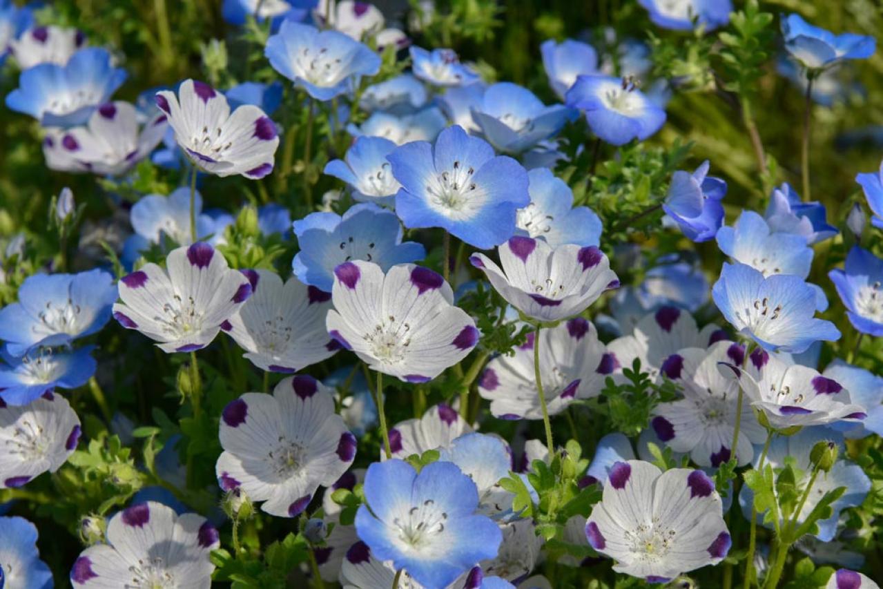 秋にタネから育てる一年草【おすすめ8選】初心者でもできる育苗のコツ（画像17）