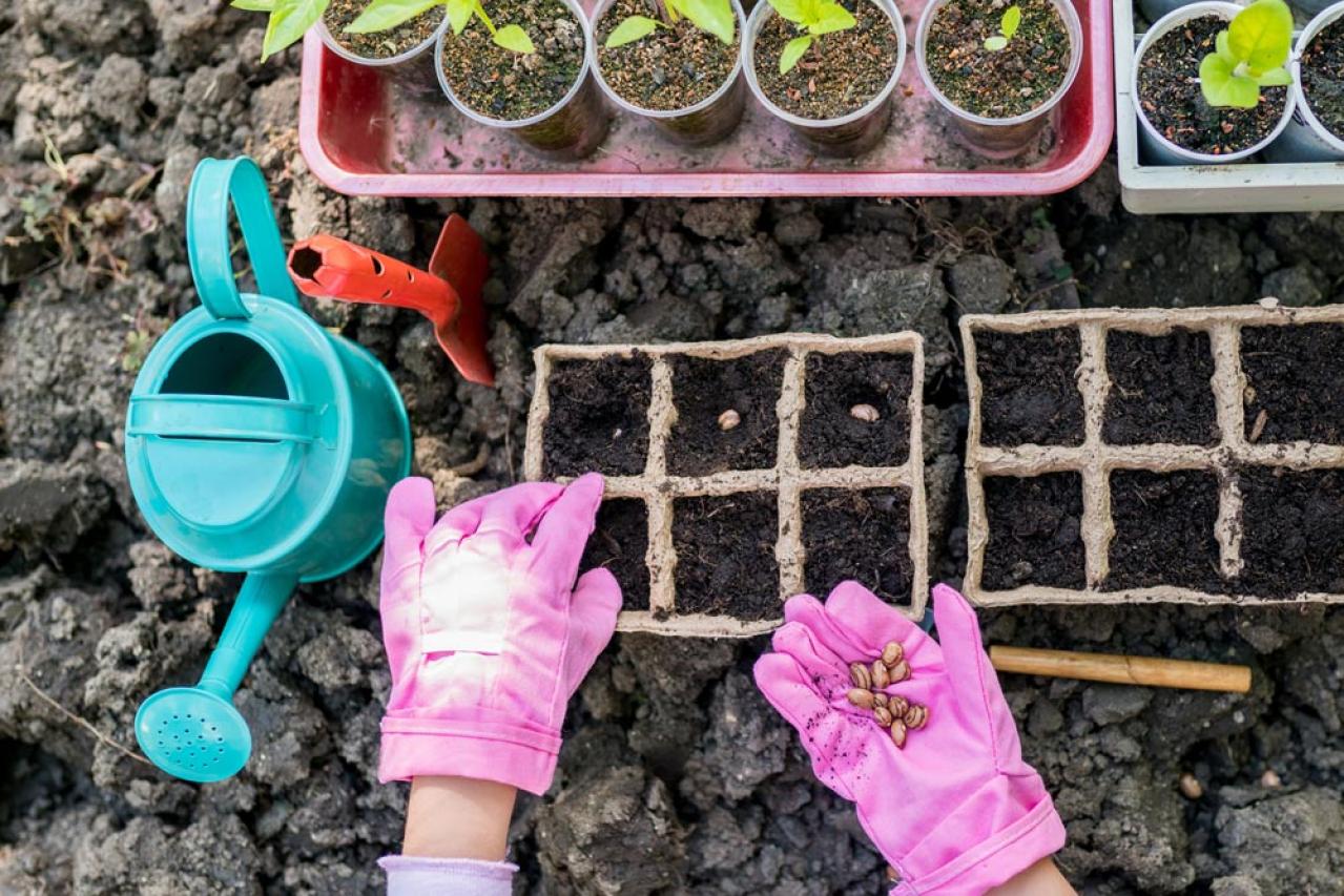 秋にタネから育てる一年草【おすすめ8選】初心者でもできる育苗のコツ（画像5）