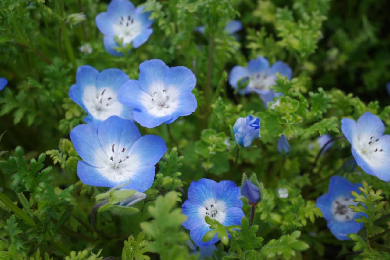 秋にタネから育てる一年草【おすすめ8選】初心者でもできる育苗のコツ（画像16）