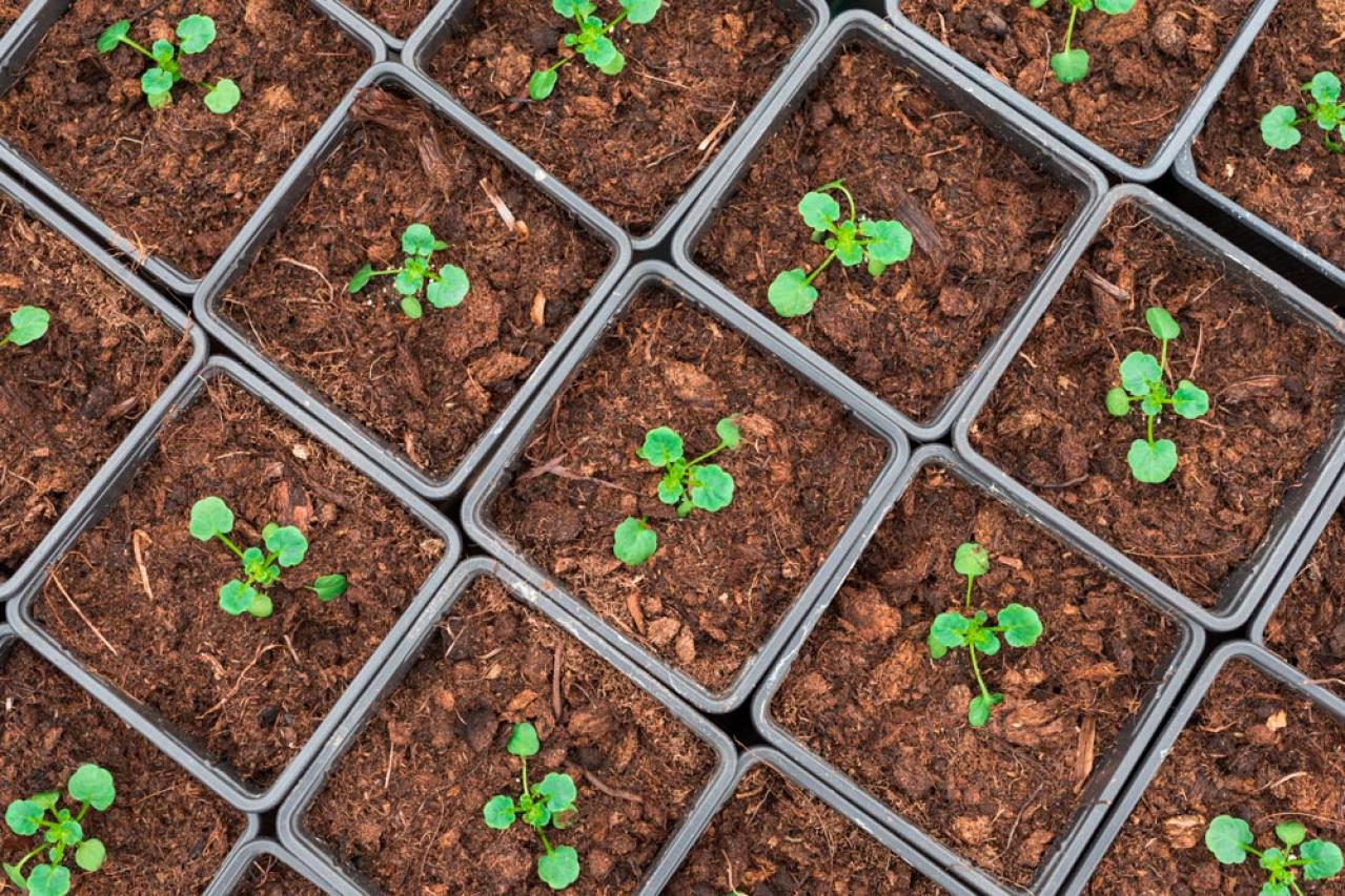 秋にタネから育てる一年草【おすすめ8選】初心者でもできる育苗のコツ（画像13）