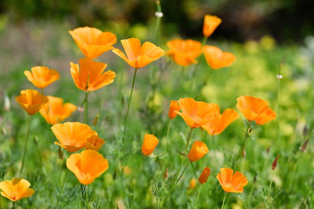 秋にタネから育てる一年草【おすすめ8選】初心者でもできる育苗のコツ（画像10）