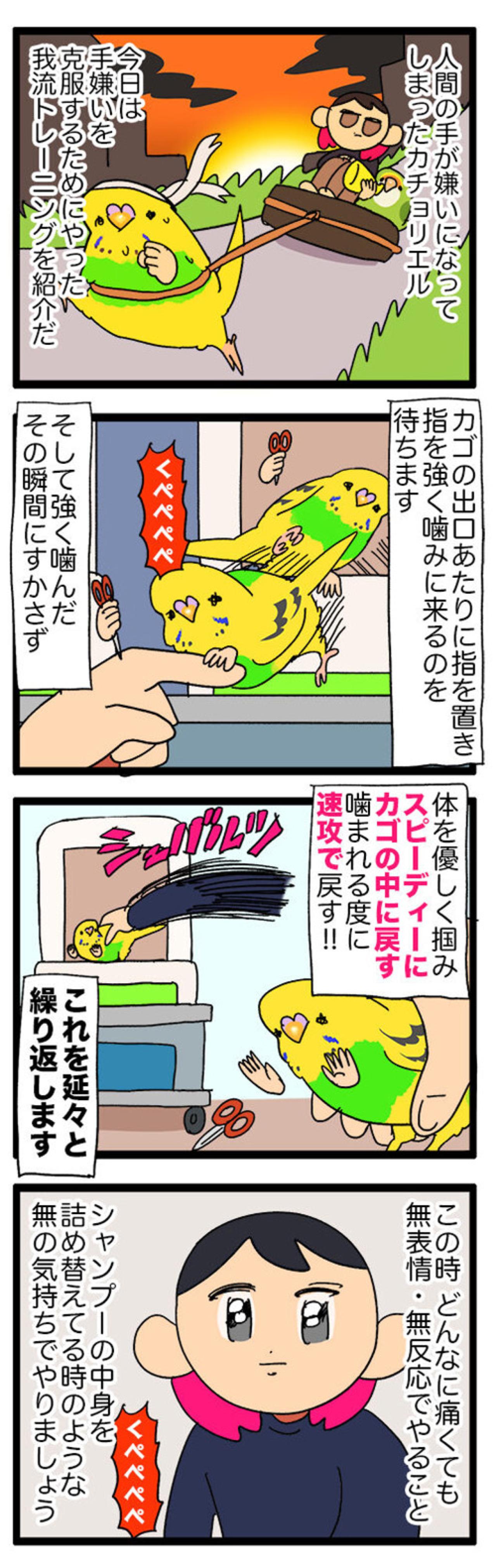 セキセイインコの“手”嫌い克服作戦！怖くて噛む子への対応法は？【鳥マンガ #126】（画像4）