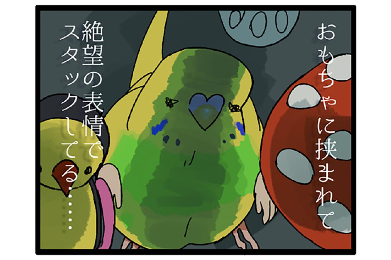 飼い主の前でヨガ!? 四面楚歌!? セキセイインコの奇想天外エピソード【鳥マンガ #123】