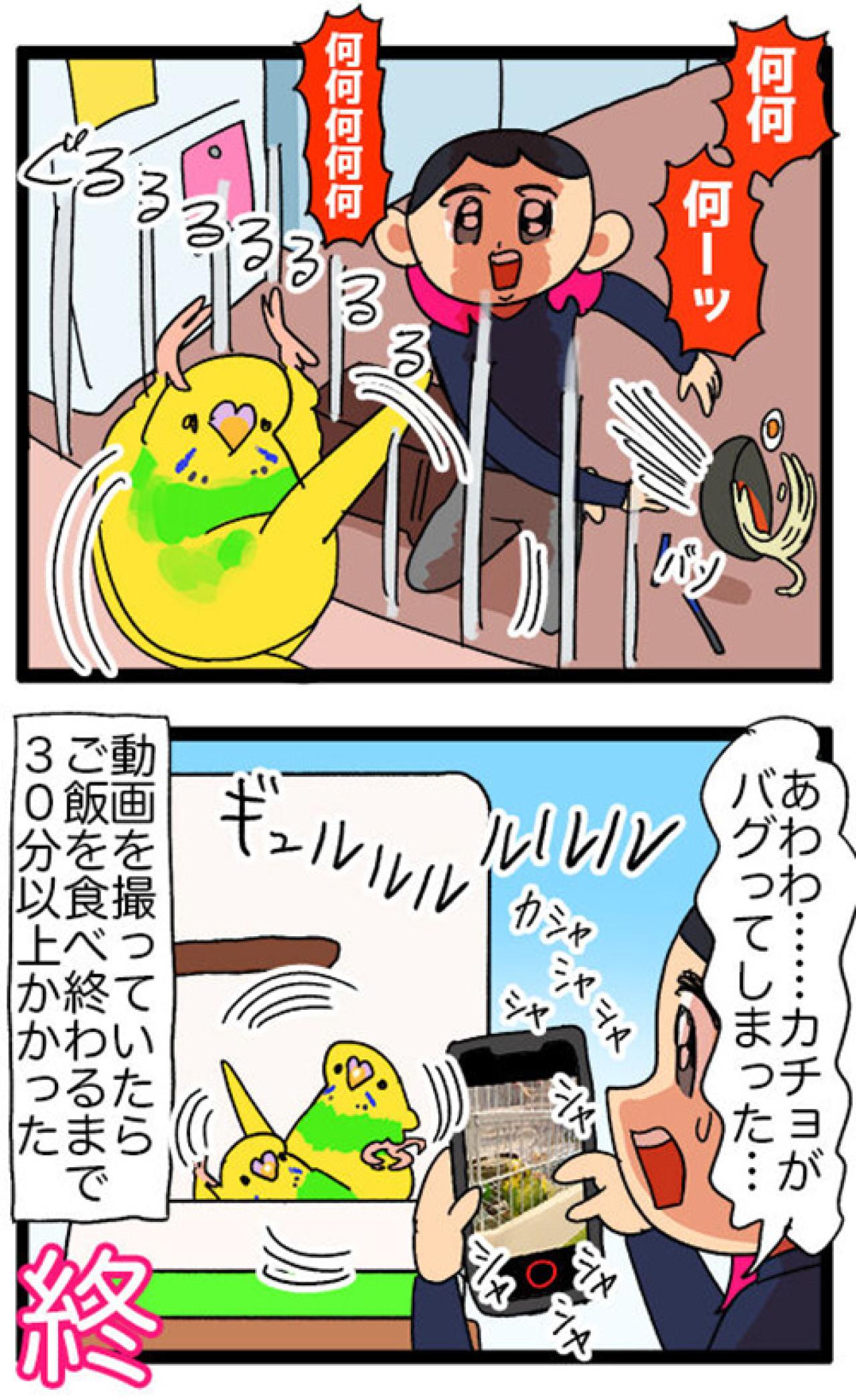 飼い主の前でヨガ!? 四面楚歌!? セキセイインコの奇想天外エピソード【鳥マンガ #123】（画像4）