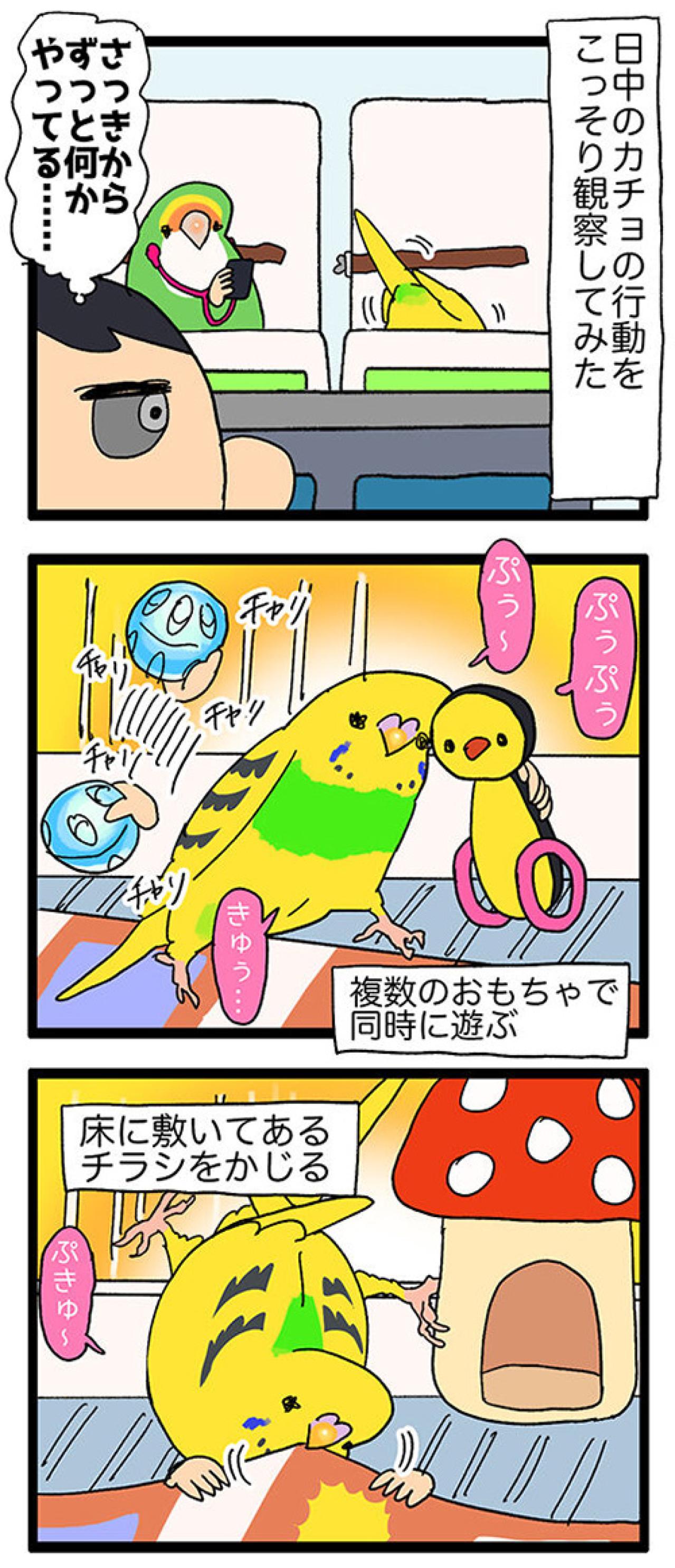 新入りセキセイインコの爆笑遊び方＆キレキャラ成長記【鳥マンガ #124】（画像4）