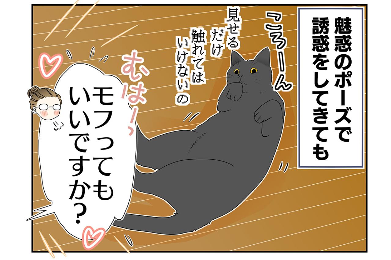 【マンガ・老猫日誌＃20】猫も歳をとると丸くなる？ 19歳の元保護猫・桃姐
