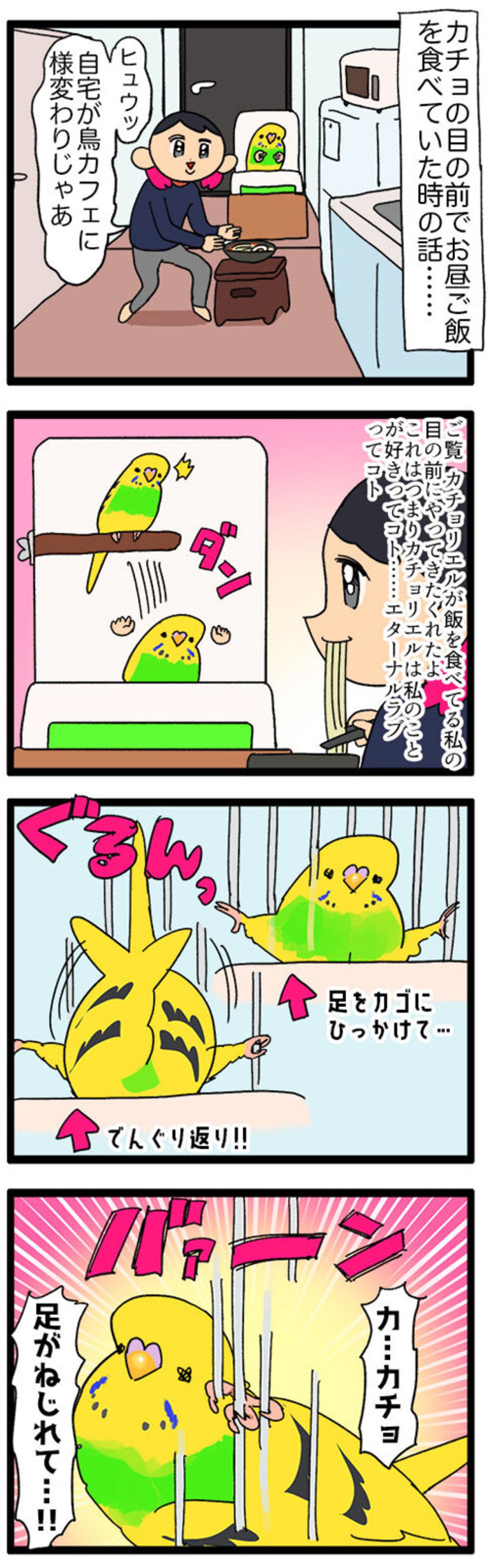 飼い主の前でヨガ!? 四面楚歌!? セキセイインコの奇想天外エピソード【鳥マンガ #123】（画像3）