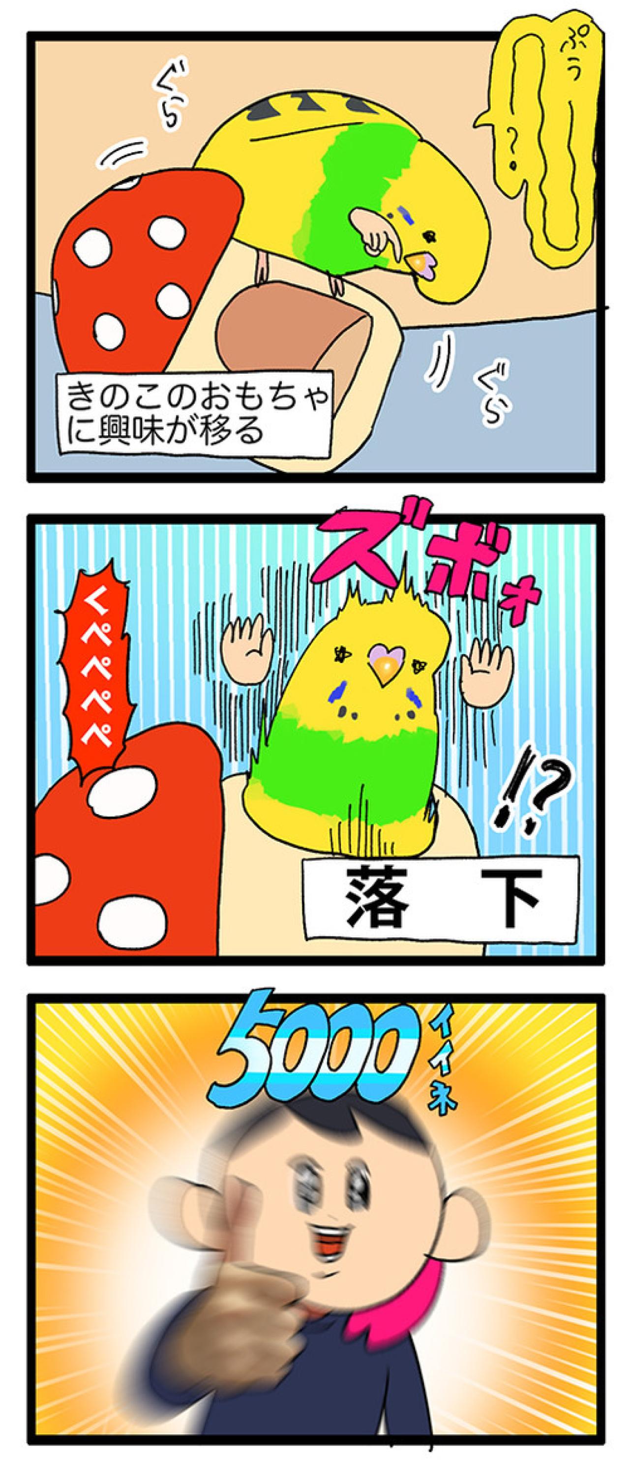 新入りセキセイインコの爆笑遊び方＆キレキャラ成長記【鳥マンガ #124】（画像5）