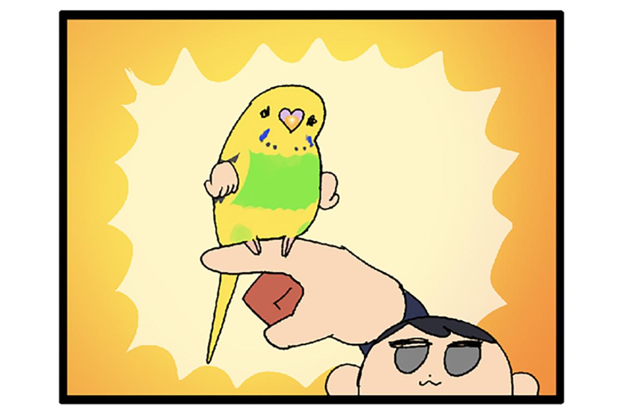 セキセイインコの“手”嫌い克服作戦！怖くて噛む子への対応法は？【鳥マンガ #126】
