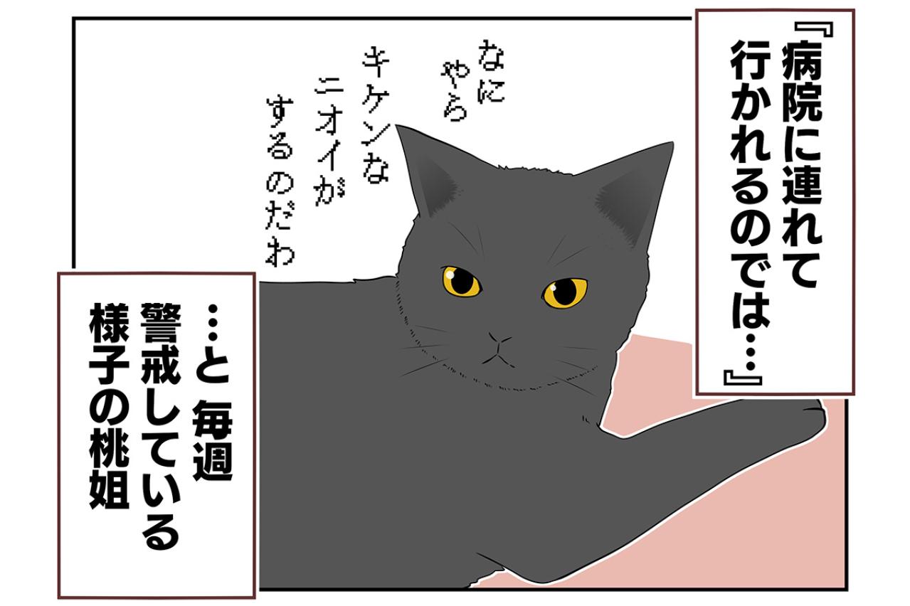 【マンガ・老猫日誌＃18】老猫、アピールする？ 19歳の元保護猫・桃姐