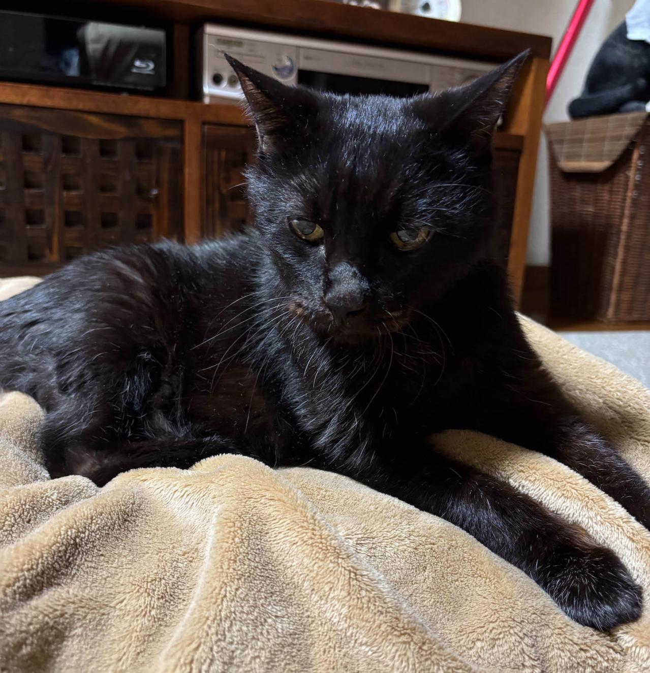 【マンガ・老猫日誌＃19】老猫、異様なまでに急かす…19歳の元保護猫・桃姐（画像6）