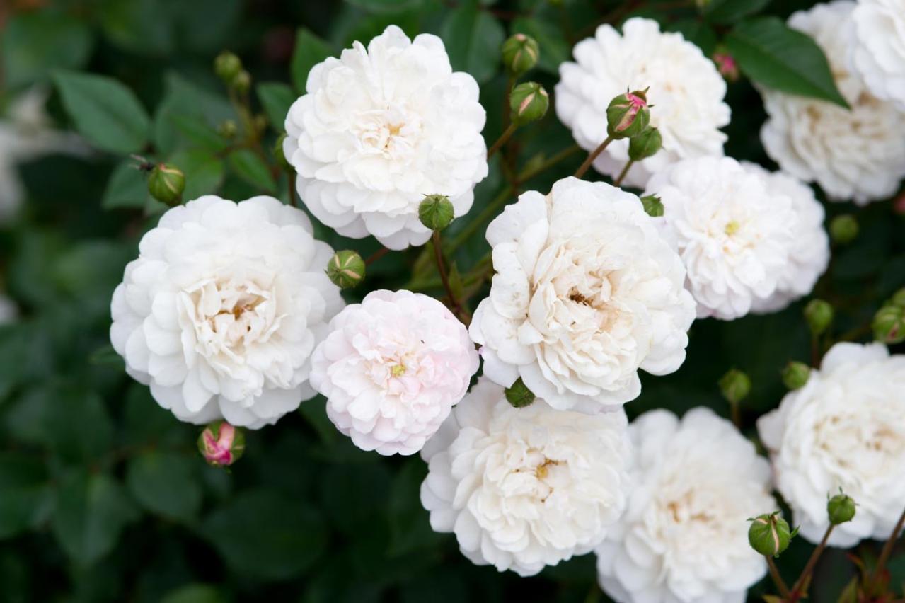 庭がなくても、狭くても大丈夫！ 鉢植えバラの育て方とおすすめポイント