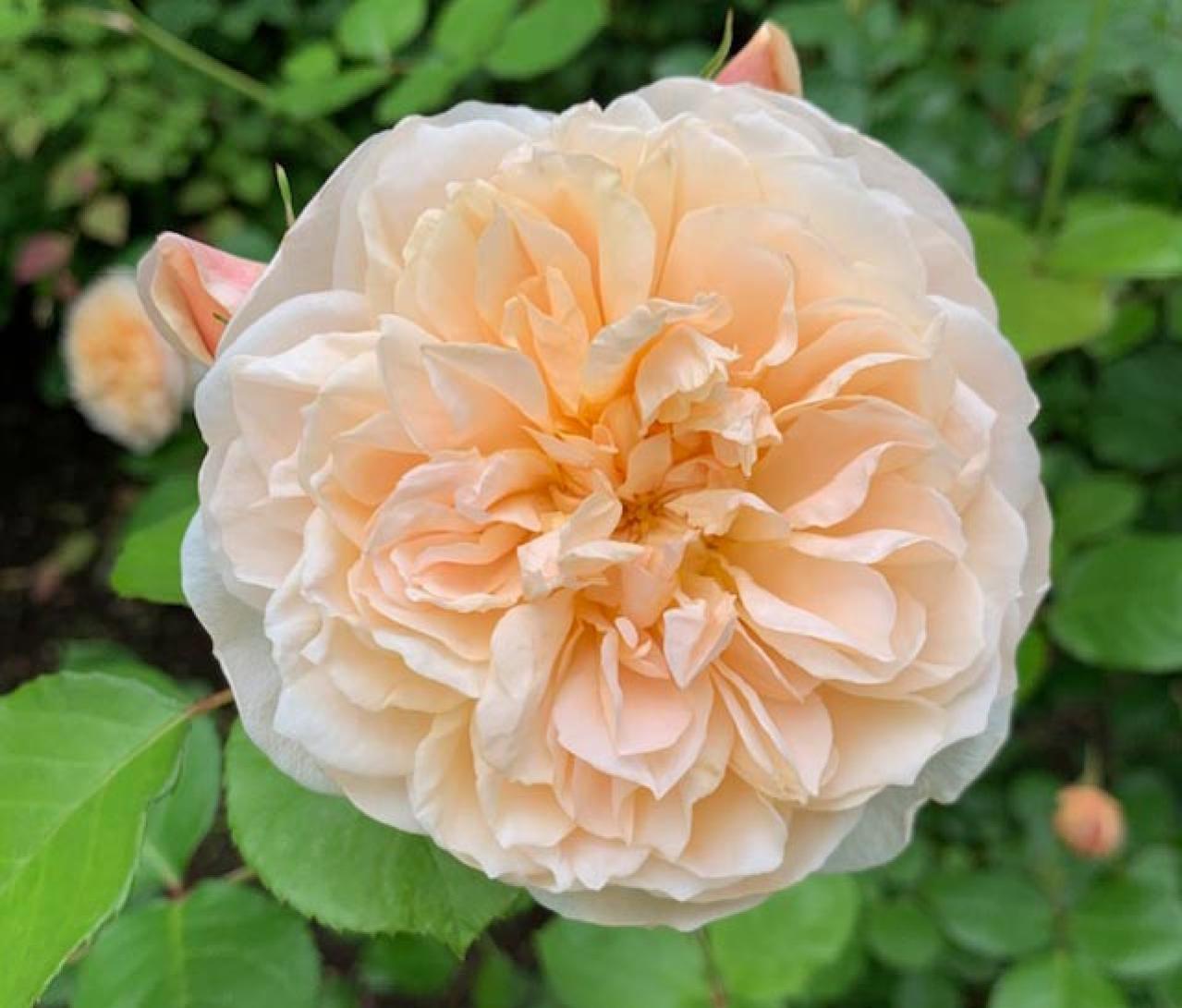 庭がなくても、狭くても大丈夫！ 鉢植えバラの育て方とおすすめポイント（画像5）