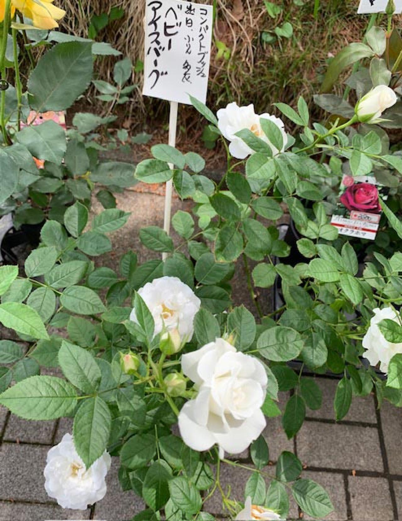 庭がなくても、狭くても大丈夫！ 鉢植えバラの育て方とおすすめポイント（画像6）