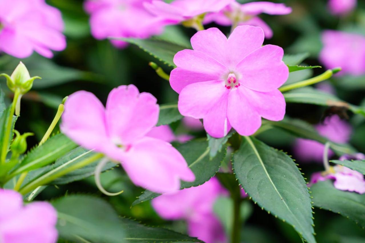 秋の日陰で育つ草花［8選］植えっぱなしでOKの宿根草も！（画像5）
