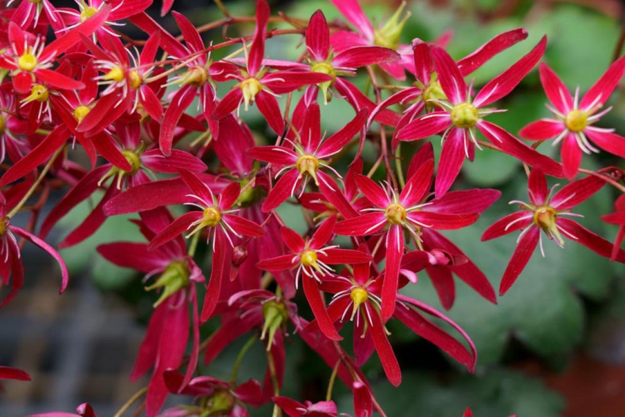秋の日陰で育つ草花［8選］植えっぱなしでOKの宿根草も！（画像12）