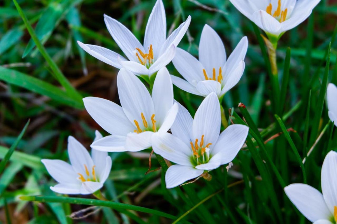 秋の日陰で育つ草花［8選］植えっぱなしでOKの宿根草も！（画像2）
