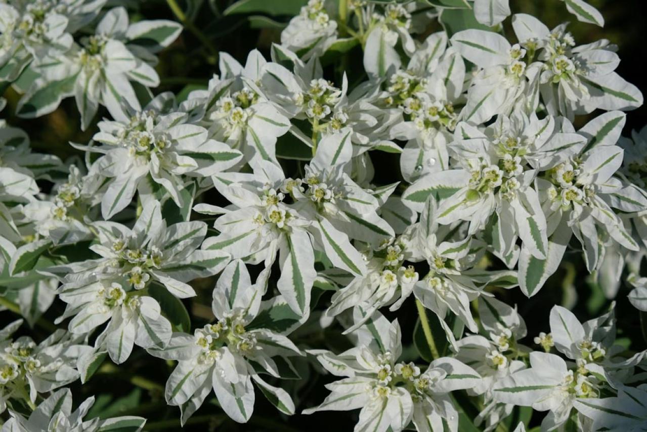 秋の日陰で育つ草花［8選］植えっぱなしでOKの宿根草も！（画像11）