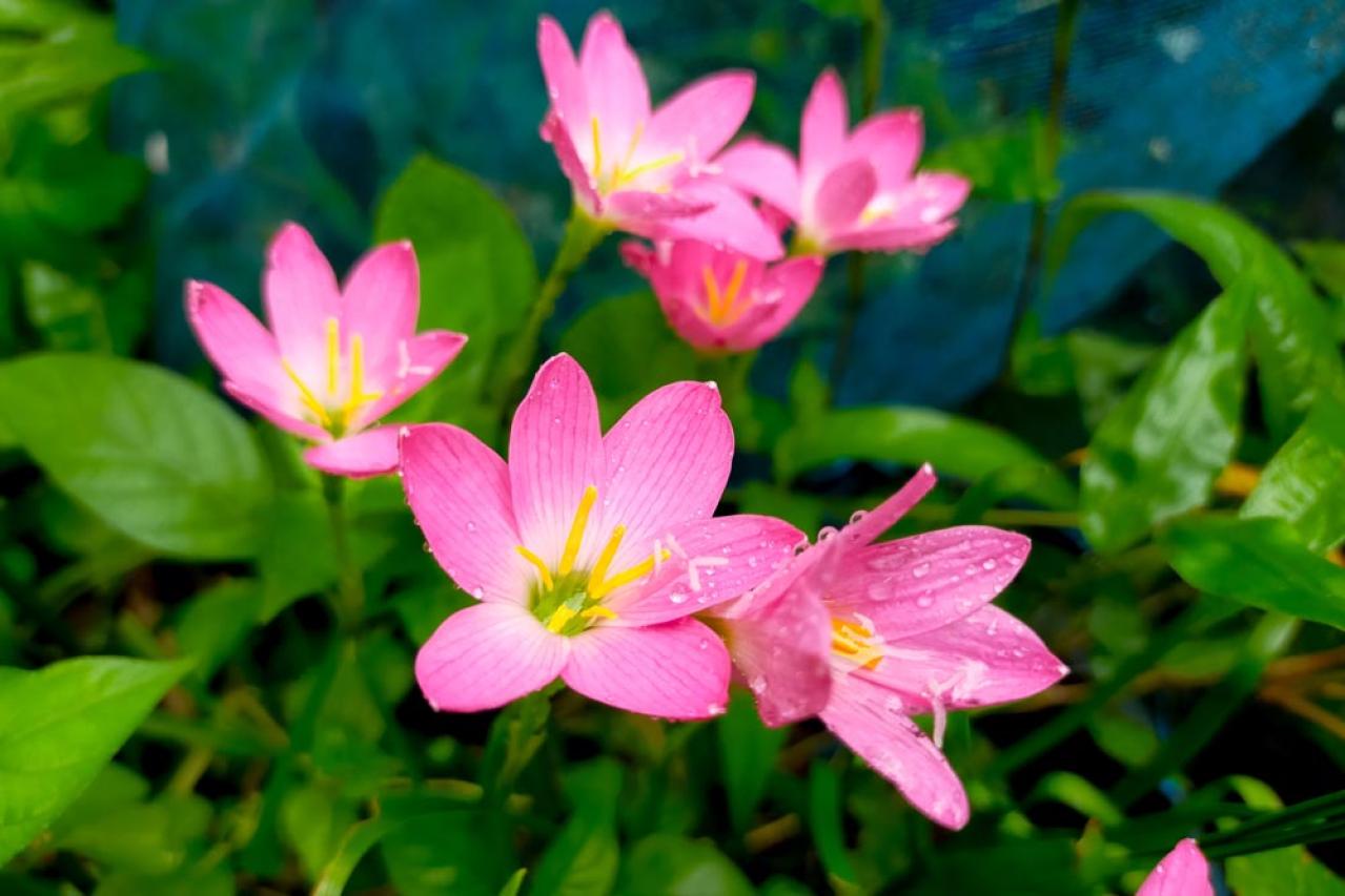 秋の日陰で育つ草花［8選］植えっぱなしでOKの宿根草も！（画像3）