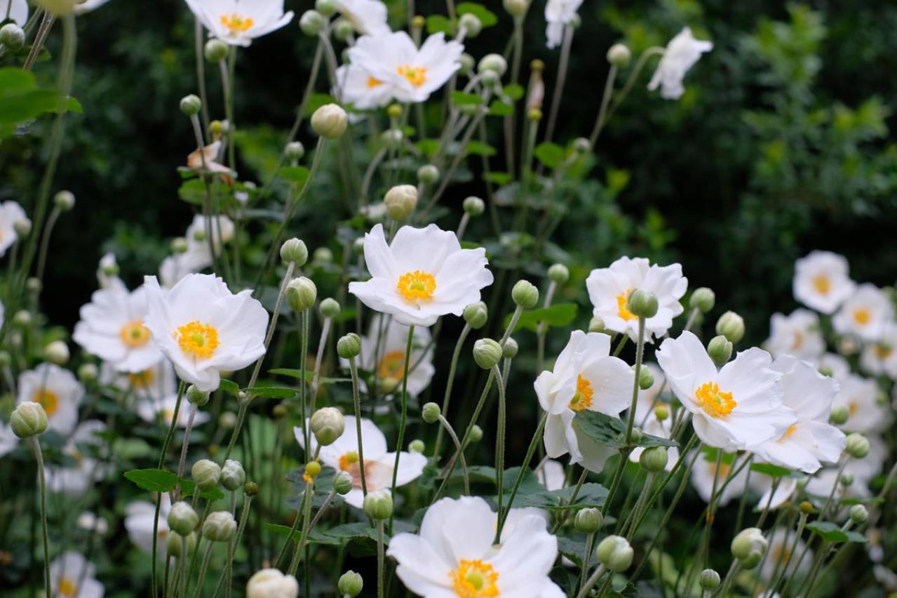 秋の日陰で育つ草花［8選］植えっぱなしでOKの宿根草も！