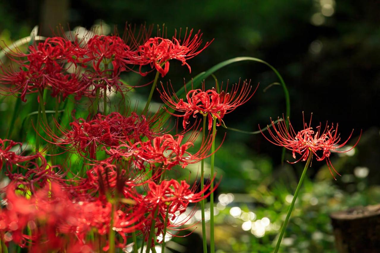 秋の日陰で育つ草花［8選］植えっぱなしでOKの宿根草も！（画像8）