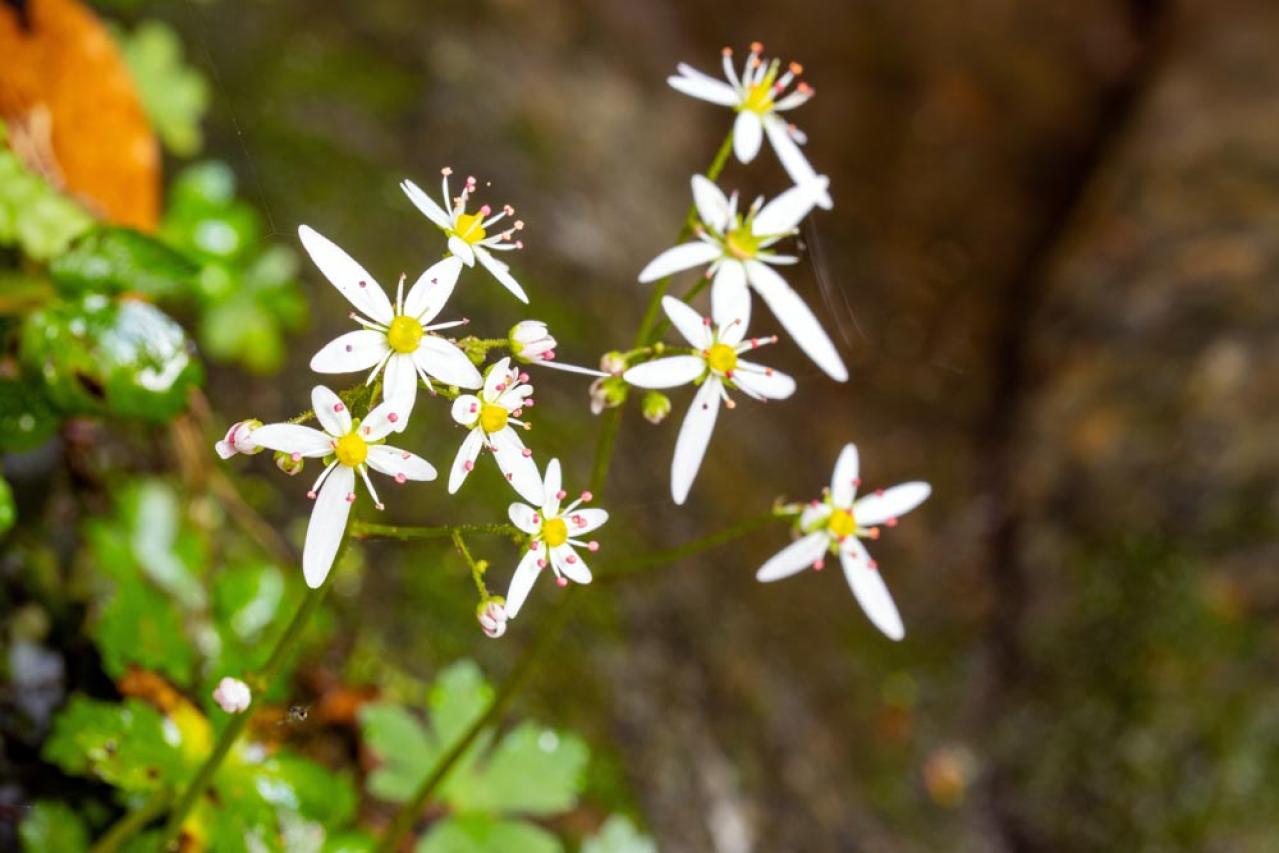 秋の日陰で育つ草花［8選］植えっぱなしでOKの宿根草も！（画像13）