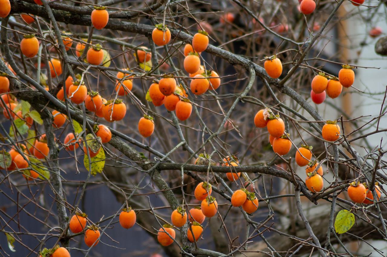 祖母の柿、母のすいか、父のぶどう……果物に込められた家族の愛