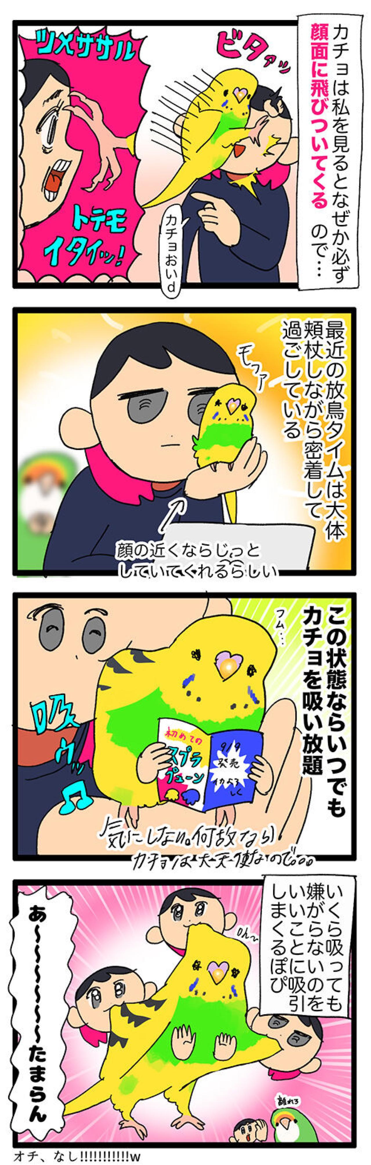 過剰スキンシップ＆こっそり人語を練習するセキセイインコの素顔【鳥マンガ #128】（画像3）