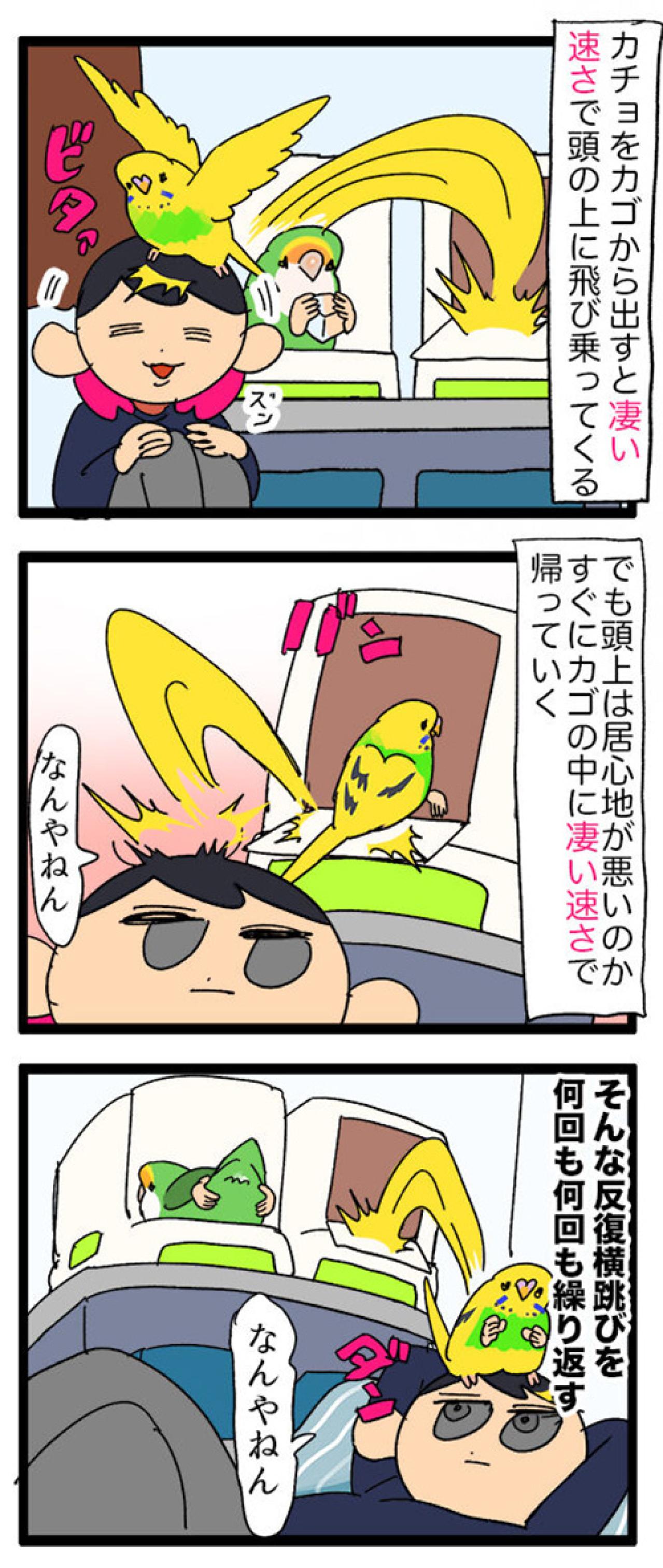 飛んで跳ねて脱走!? 目が離せないインコのハイテンション生活【鳥マンガ #129】（画像4）