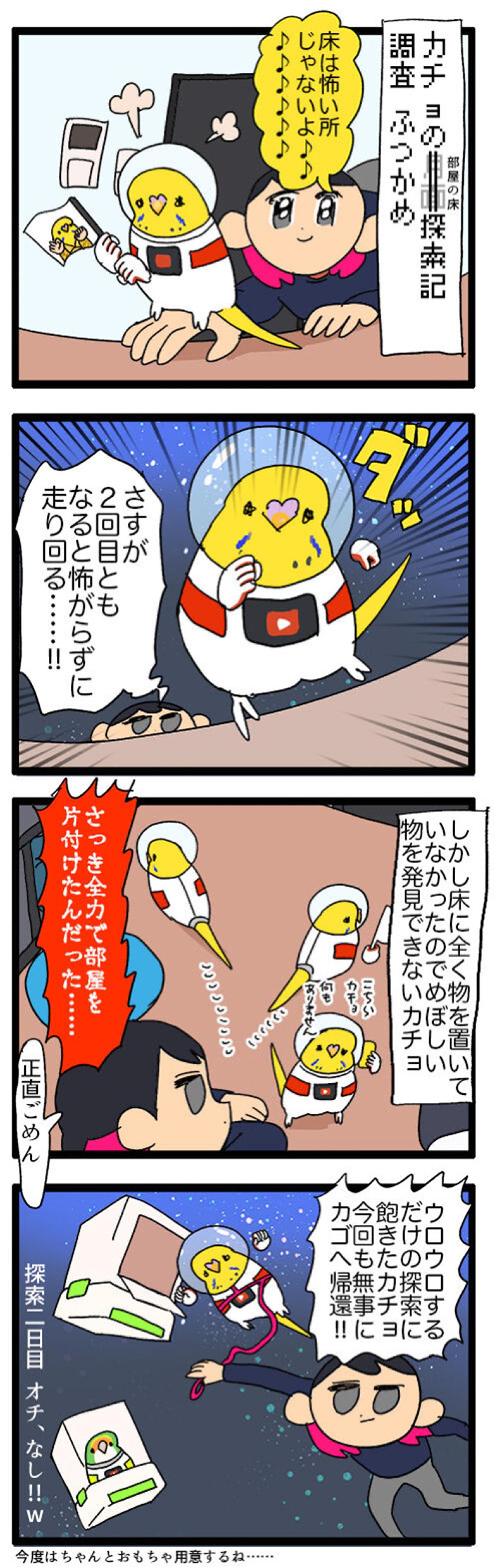 インコのカチョ、未開の地「床」を大冒険！飼い主ハラハラ【鳥マンガ #127】（画像5）