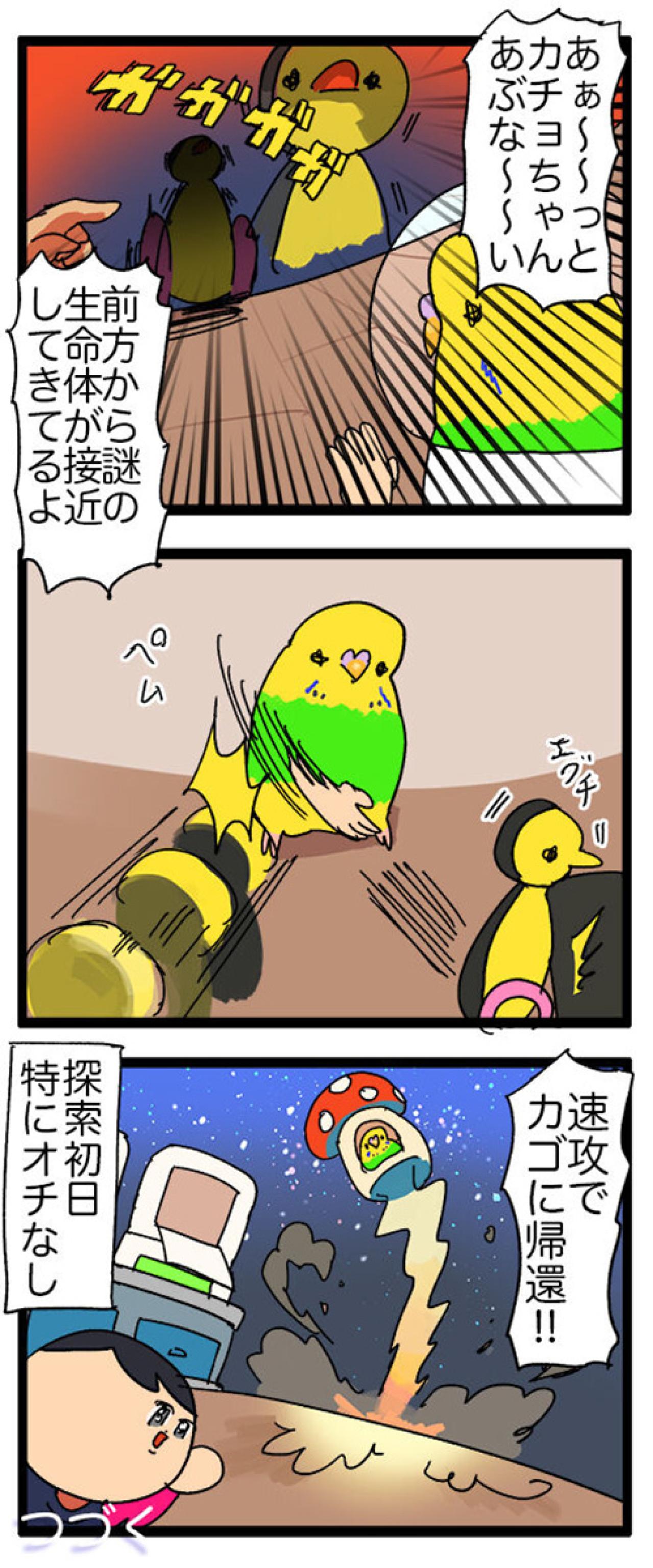インコのカチョ、未開の地「床」を大冒険！飼い主ハラハラ【鳥マンガ #127】（画像4）