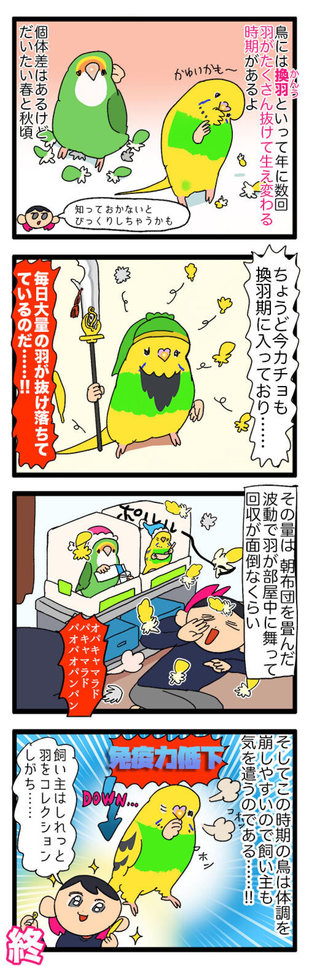 愛しいけど大変すぎる…換羽期と放鳥タイムのリアルな攻防戦【鳥マンガ #130】（画像4）