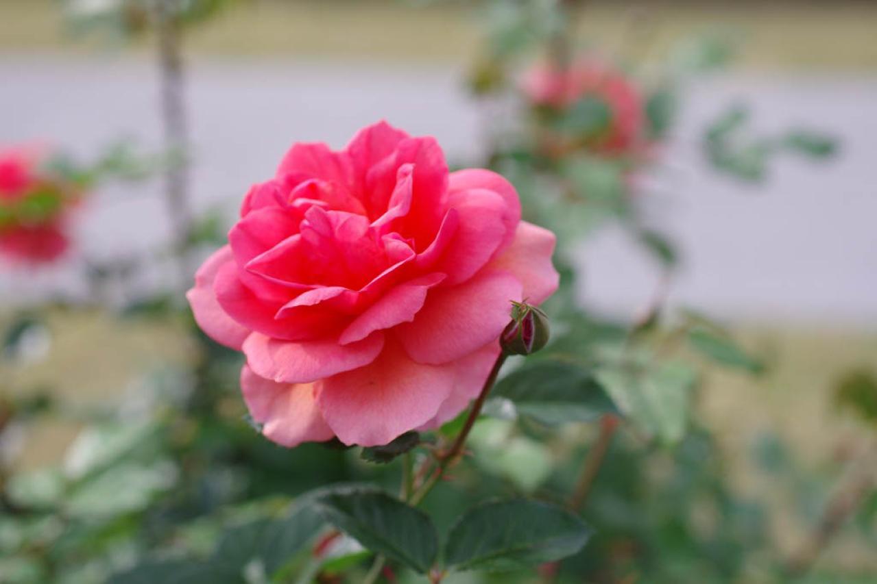 入場料無料で絶景が楽しめる！秋におすすめの【バラ園】2選（画像8）