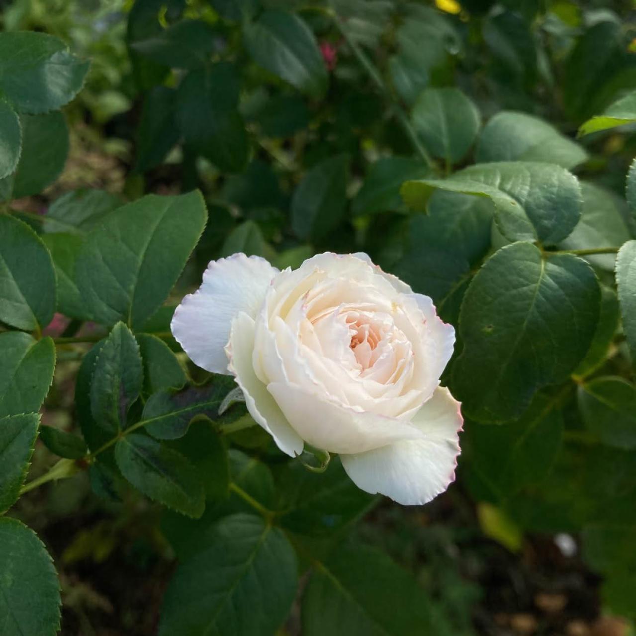 入場料無料で絶景が楽しめる！秋におすすめの【バラ園】2選（画像7）