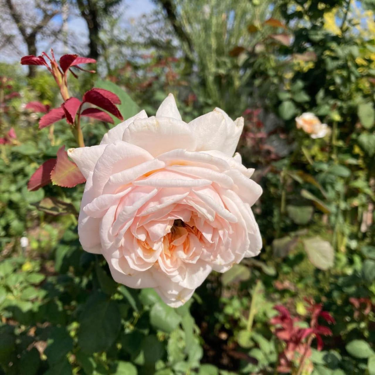 入場料無料で絶景が楽しめる！秋におすすめの【バラ園】2選（画像5）