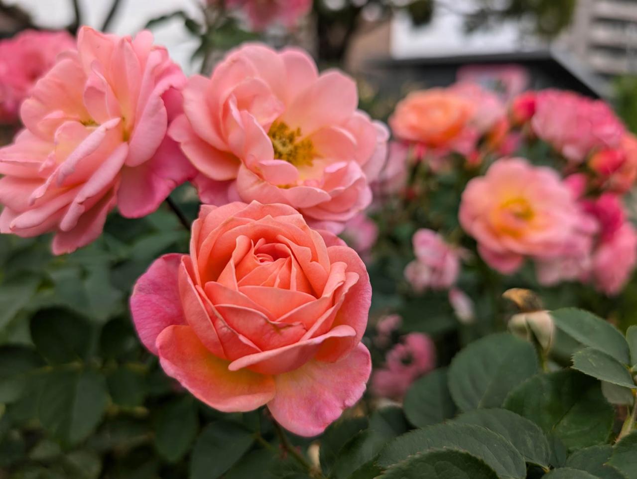 入場料無料で絶景が楽しめる！秋におすすめの【バラ園】2選（画像14）