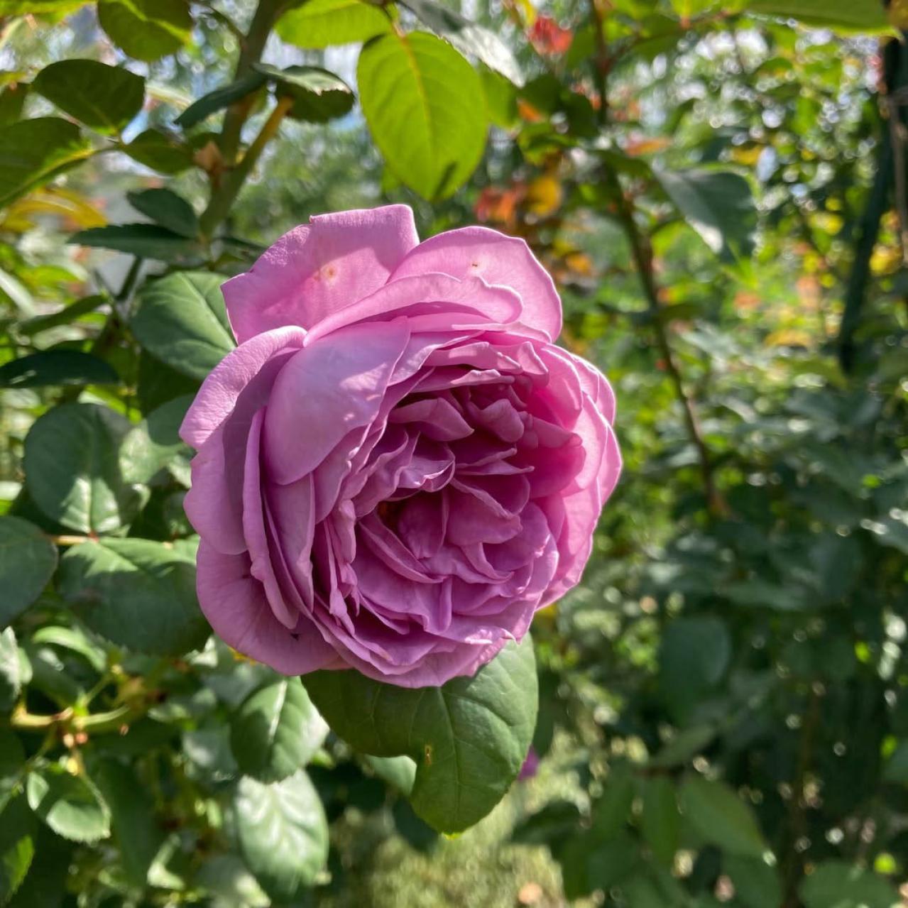 入場料無料で絶景が楽しめる！秋におすすめの【バラ園】2選（画像6）