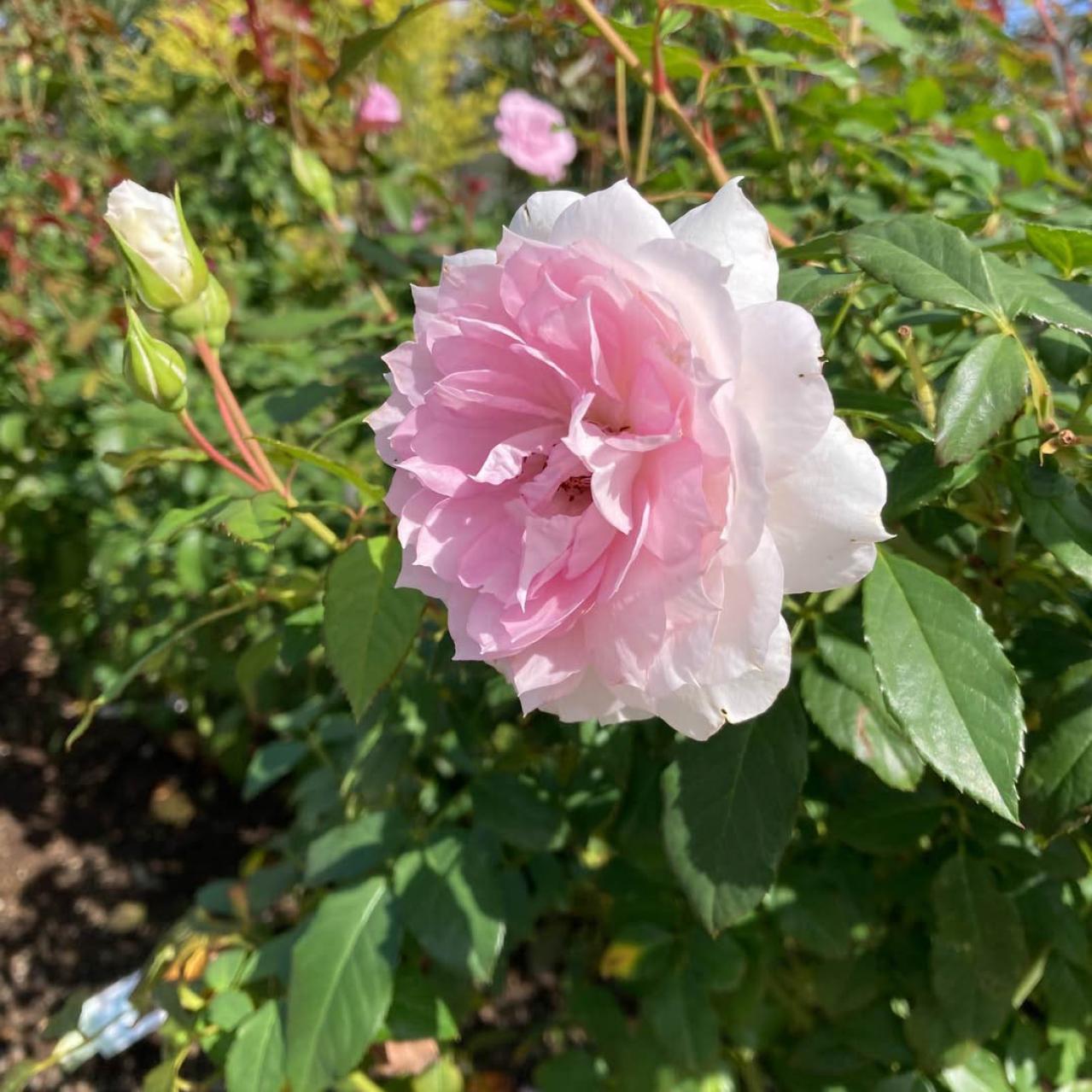 入場料無料で絶景が楽しめる！秋におすすめの【バラ園】2選（画像9）