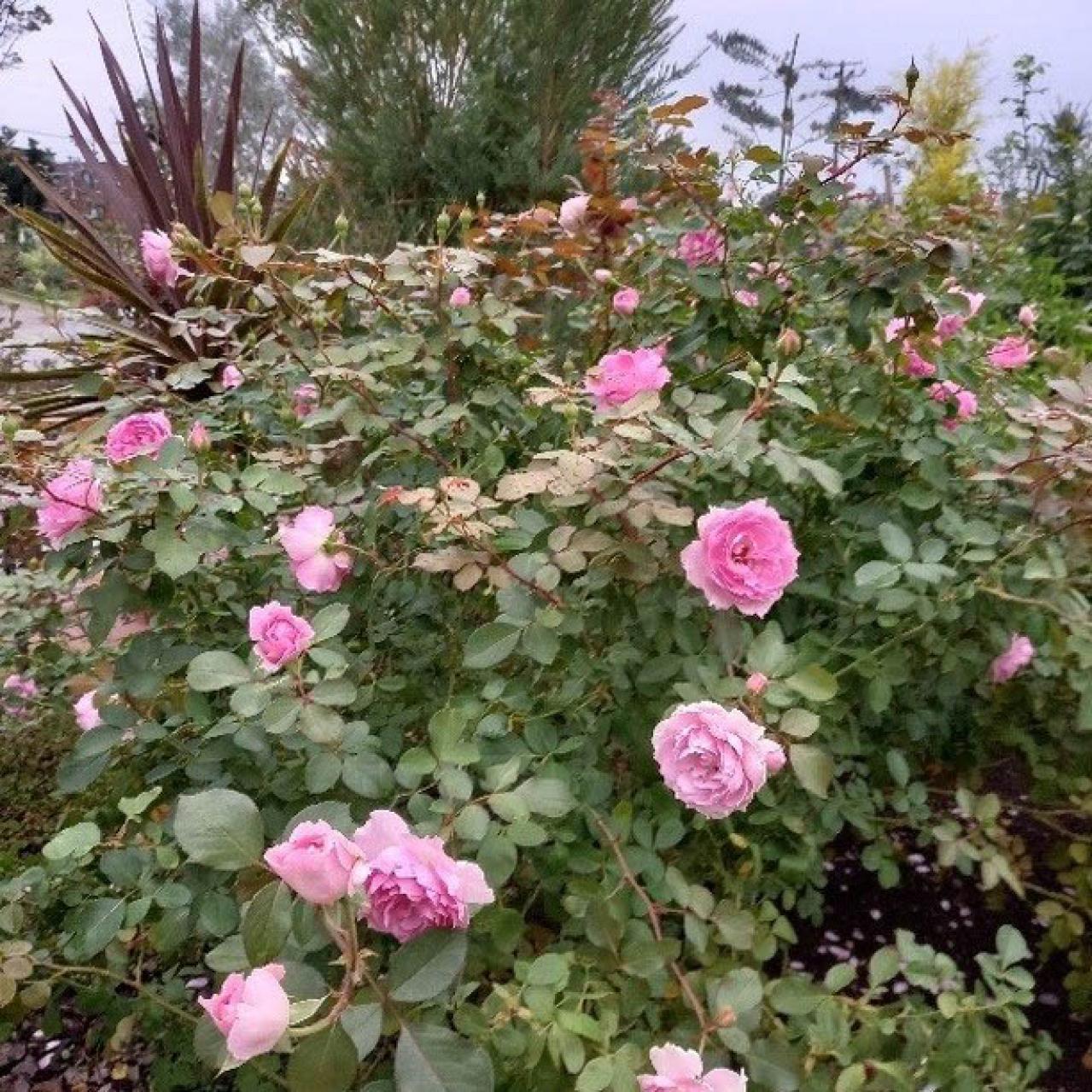 入場料無料で絶景が楽しめる！秋におすすめの【バラ園】2選（画像3）