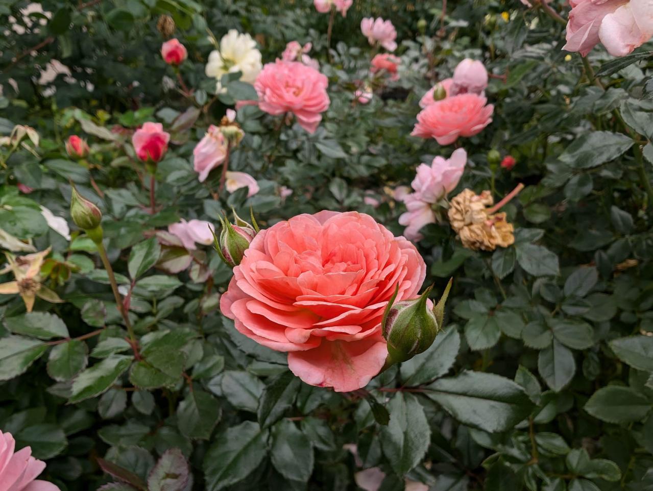 入場料無料で絶景が楽しめる！秋におすすめの【バラ園】2選（画像13）